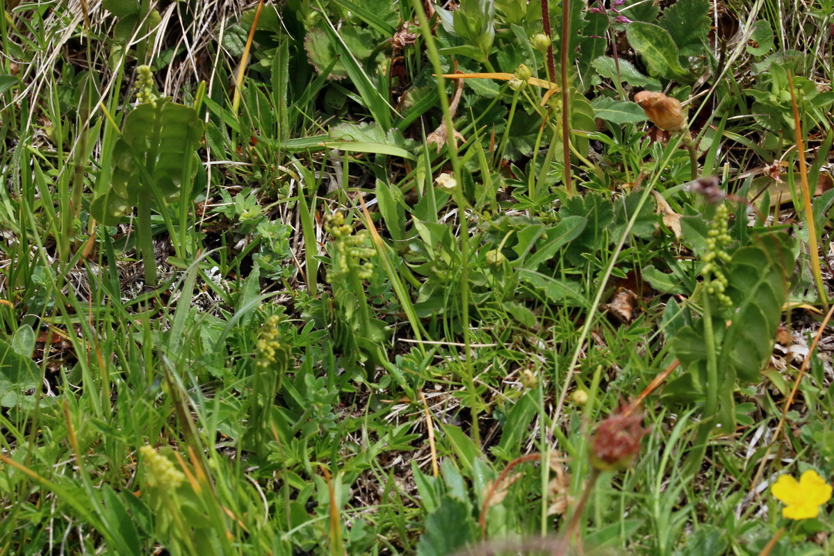 2017_06_29_036210p_Bildgr��e �ndern