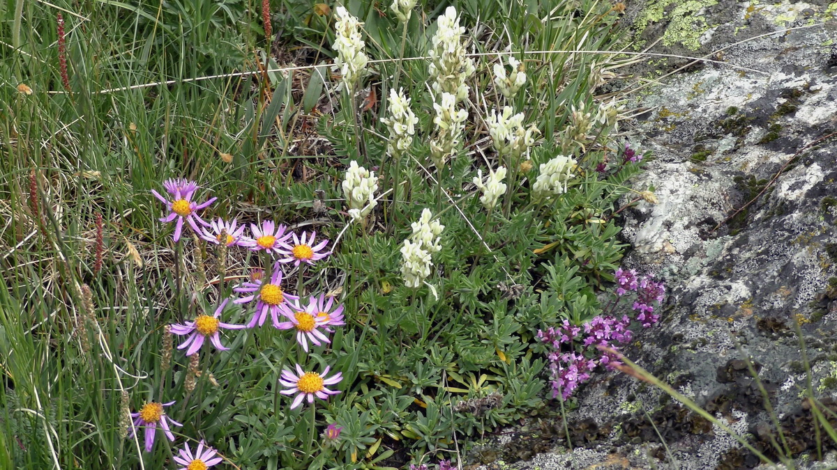 06-29-2017_131634(1)p_Bildgr��e �ndern