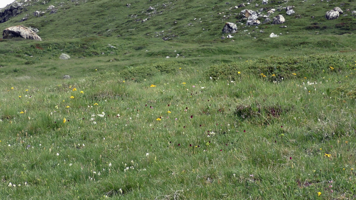 06-29-2017_131634(2)p_Bildgr��e �ndern