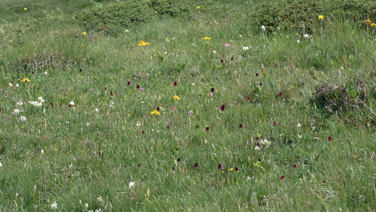 06-29-2017_131634(3)p_Bildgr��e �ndern