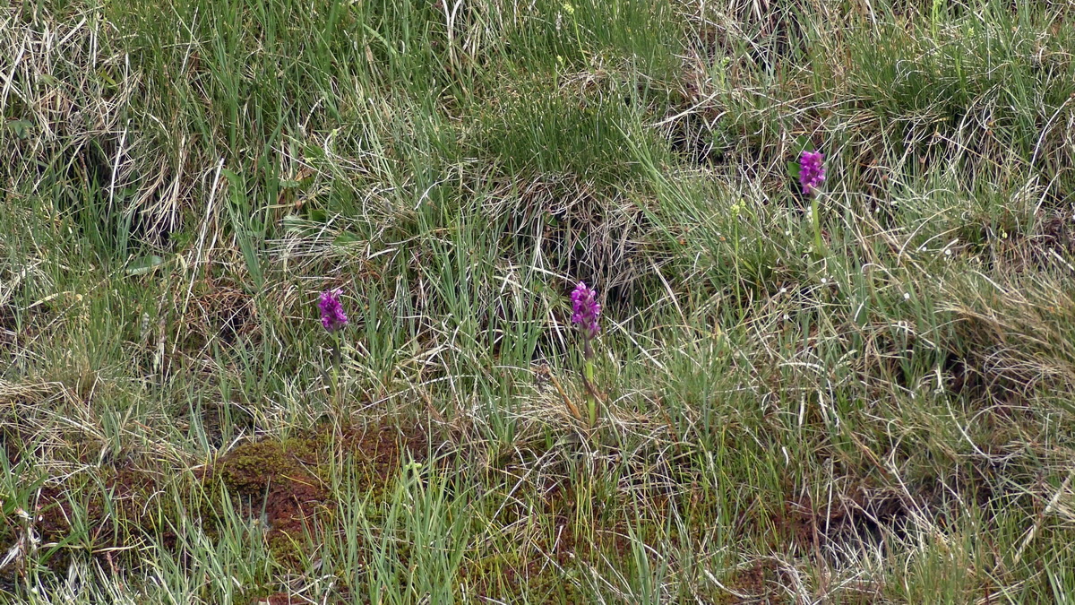 06-29-2017_131812p_Bildgr��e �ndern