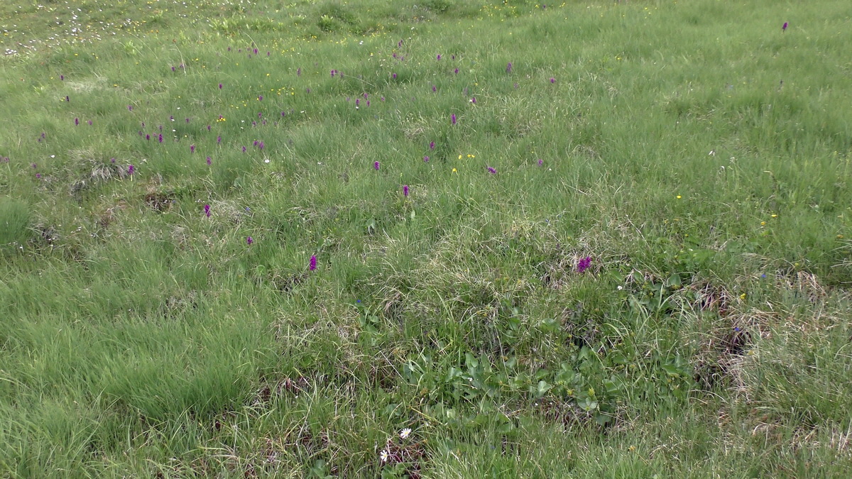 06-29-2017_133234p_Bildgr��e �ndern