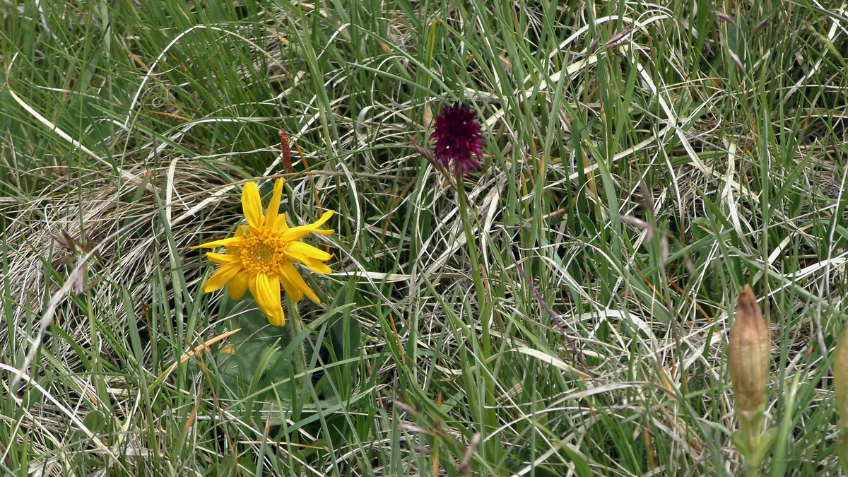 06-29-2017_134459(1)p_Bildgr��e �ndern