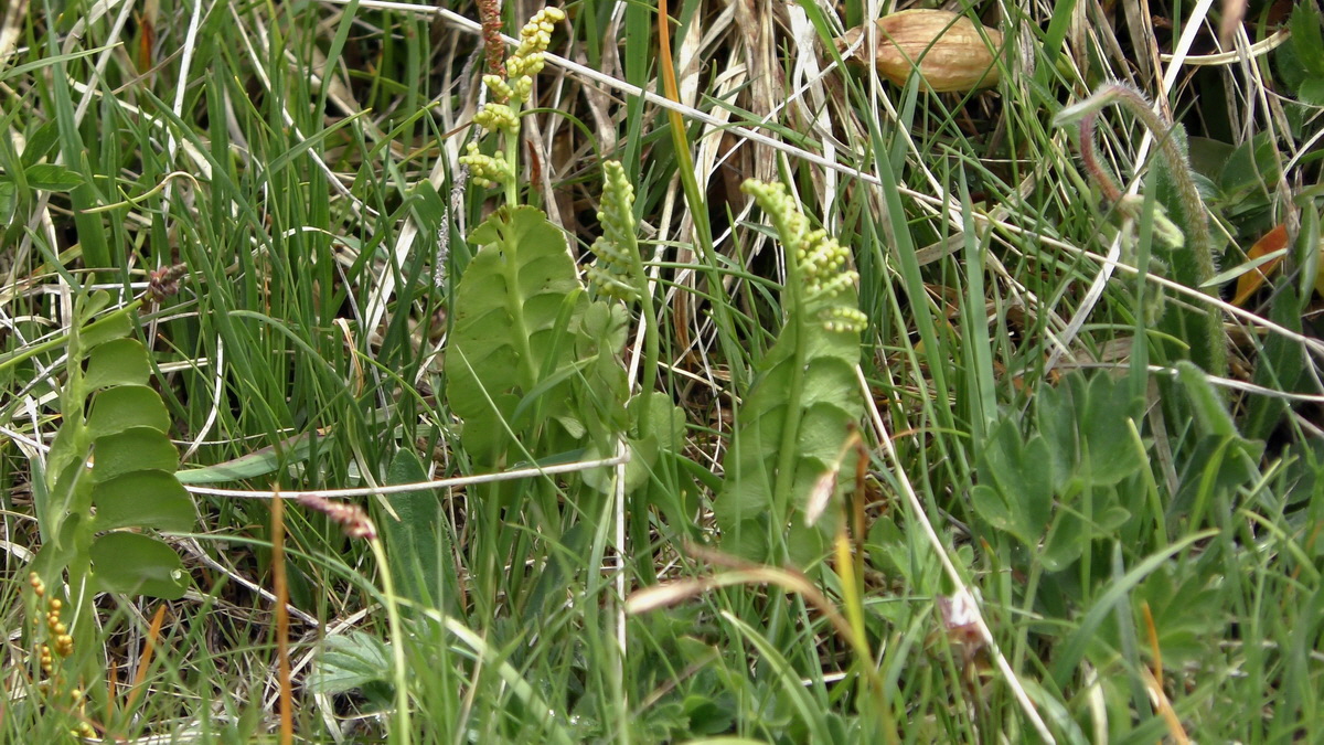 06-29-2017_134720p_Bildgr��e �ndern