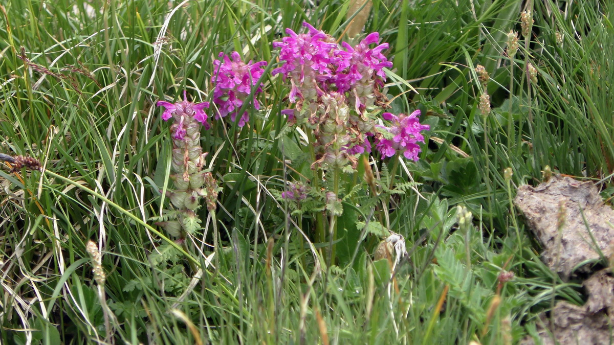 06-29-2017_134740p_Bildgr��e �ndern