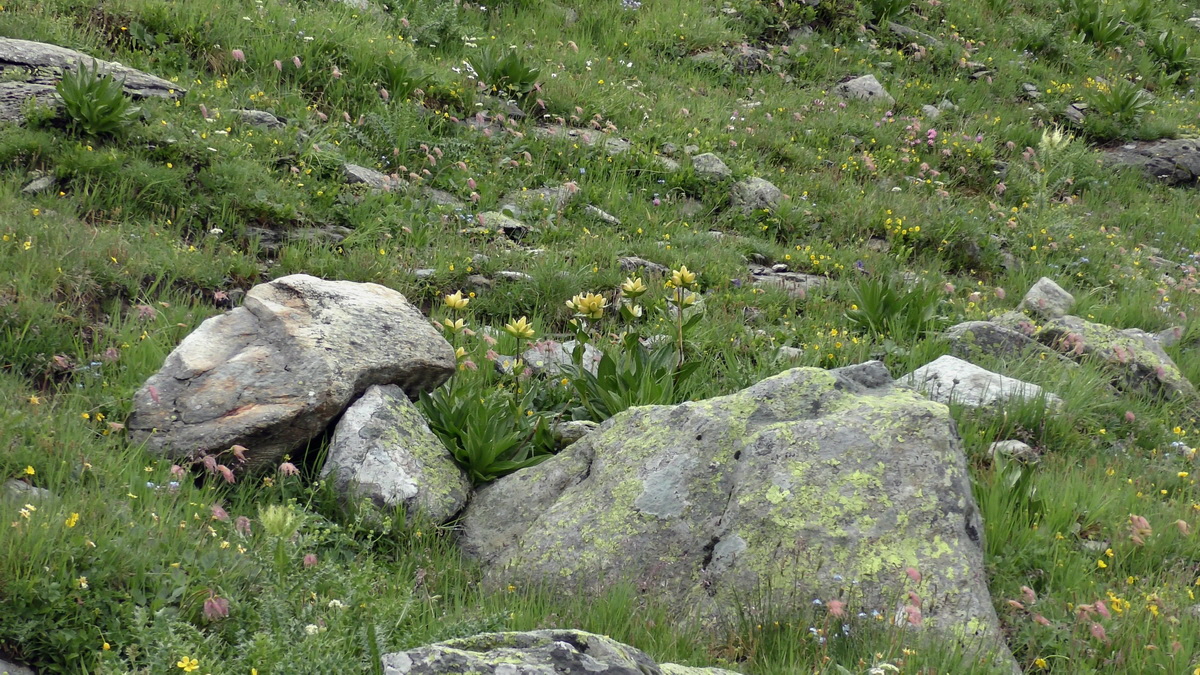 06-29-2017_141252p_Bildgr��e �ndern