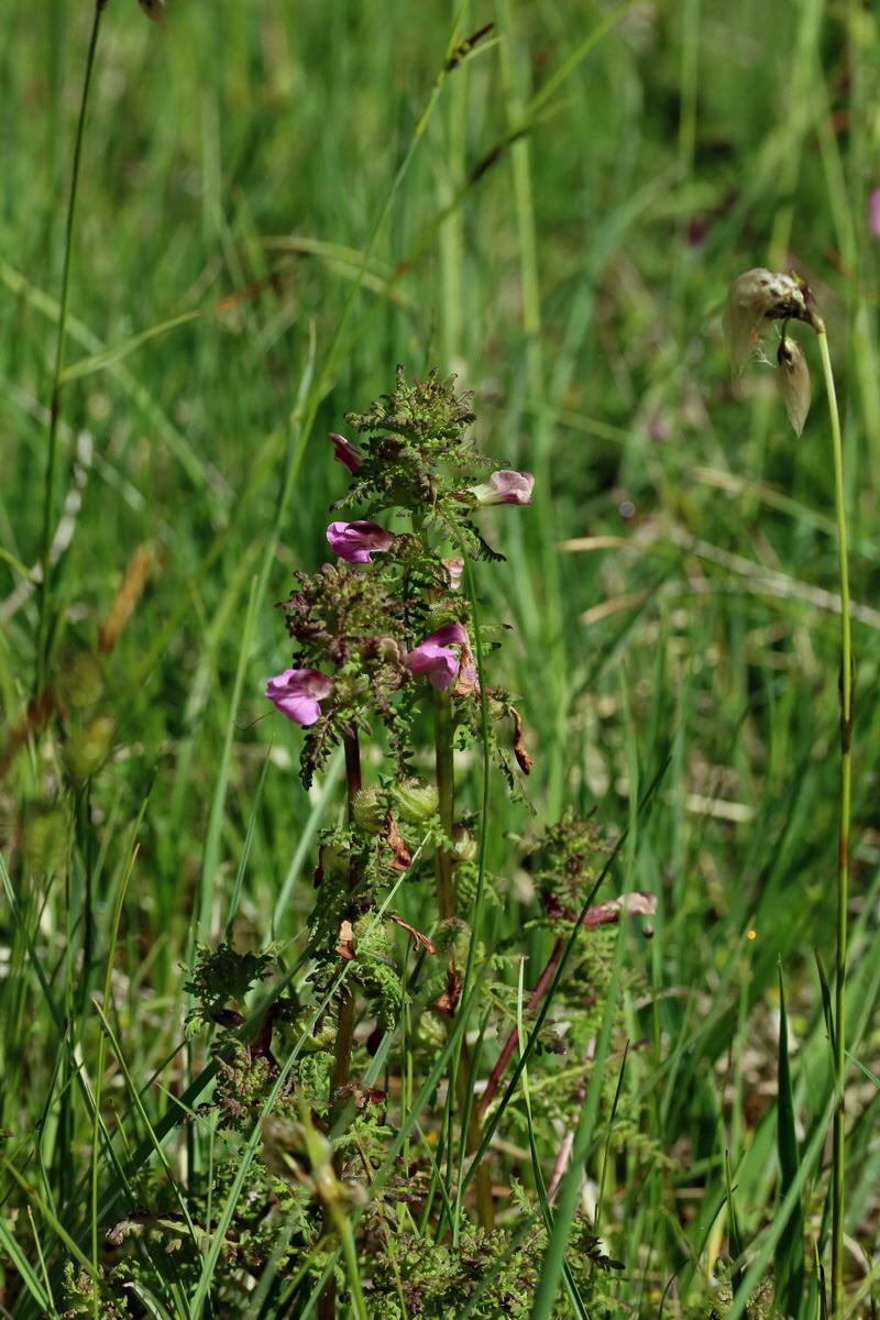 2017_06_30_036258p_Bildgr��e �ndern