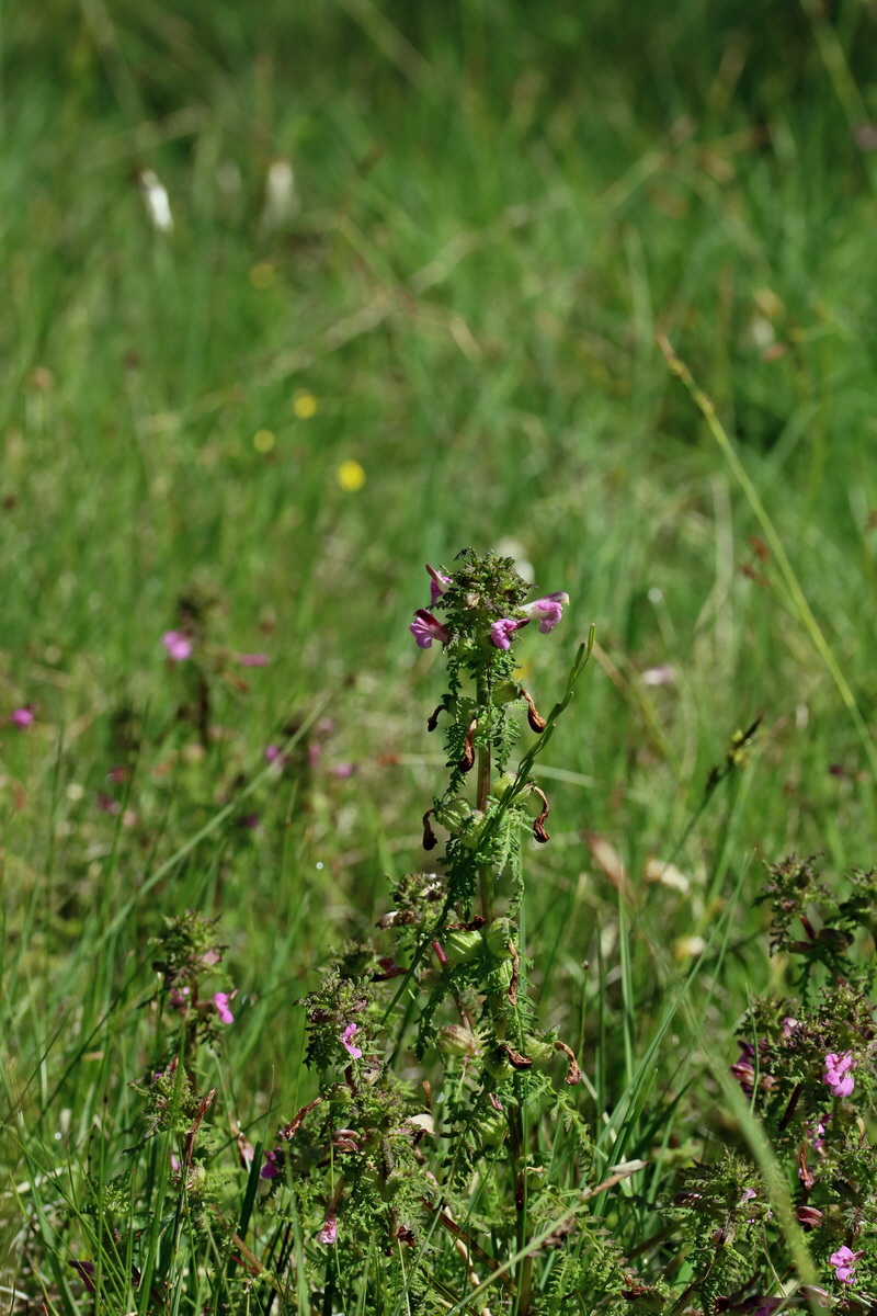 2017_06_30_036262p_Bildgr��e �ndern