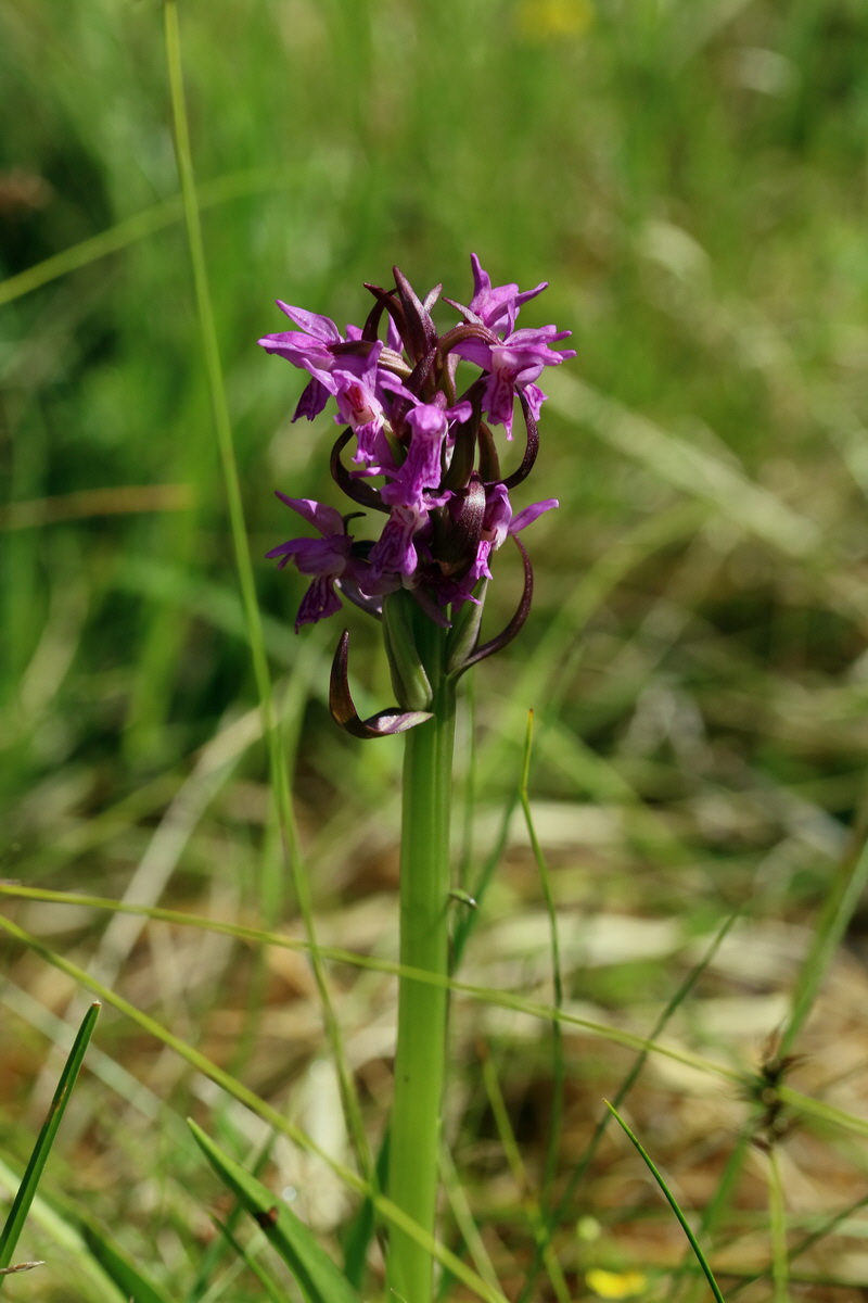 2017_06_30_036265p_Bildgr��e �ndern