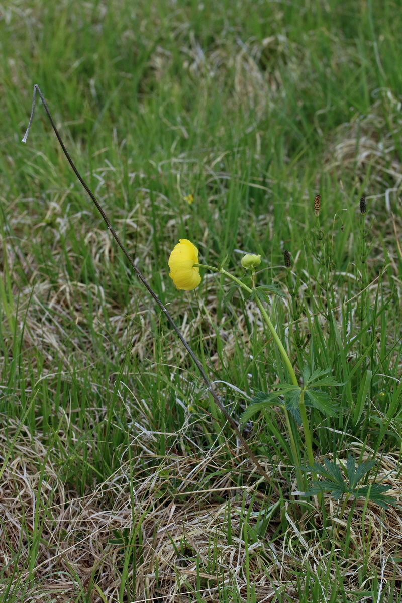 2017_06_30_036305p_Bildgr��e �ndern