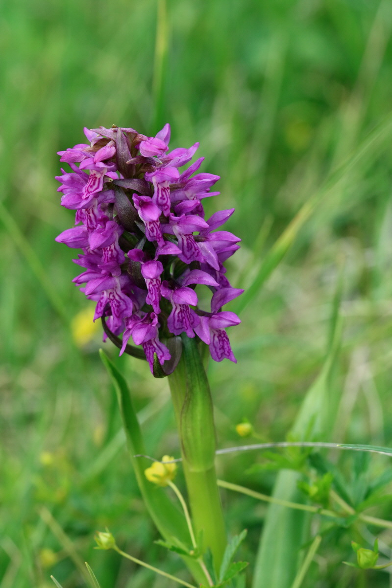 2017_06_30_036318p_Bildgr��e �ndern