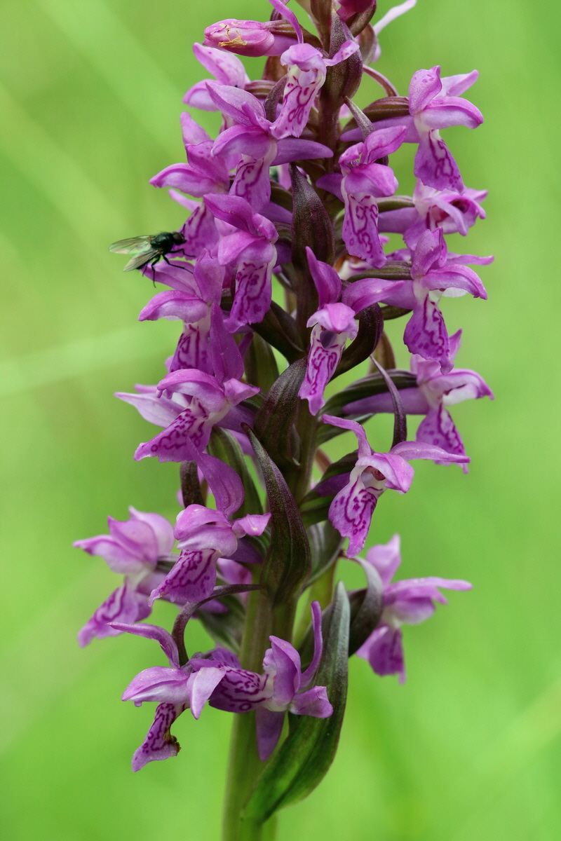 2017_06_30_036329p_Bildgr��e �ndern