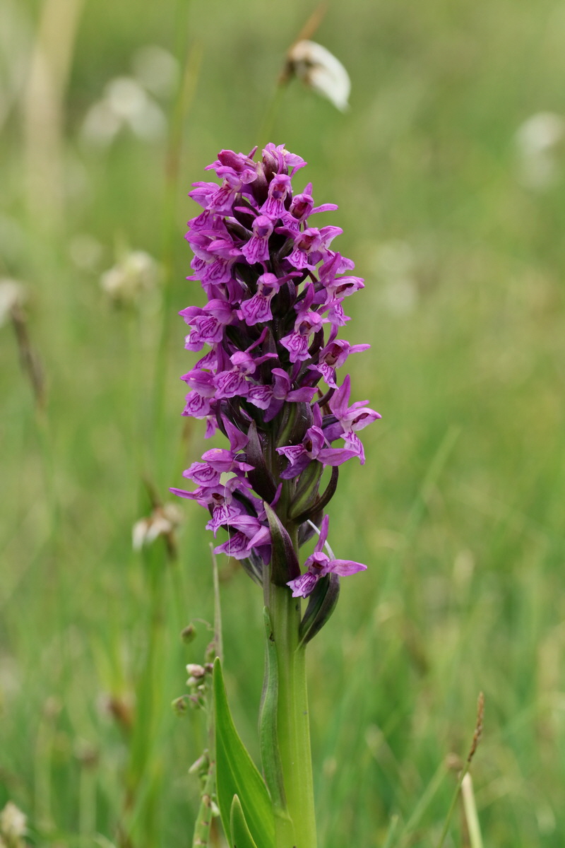 2017_06_30_036333p_Bildgr��e �ndern