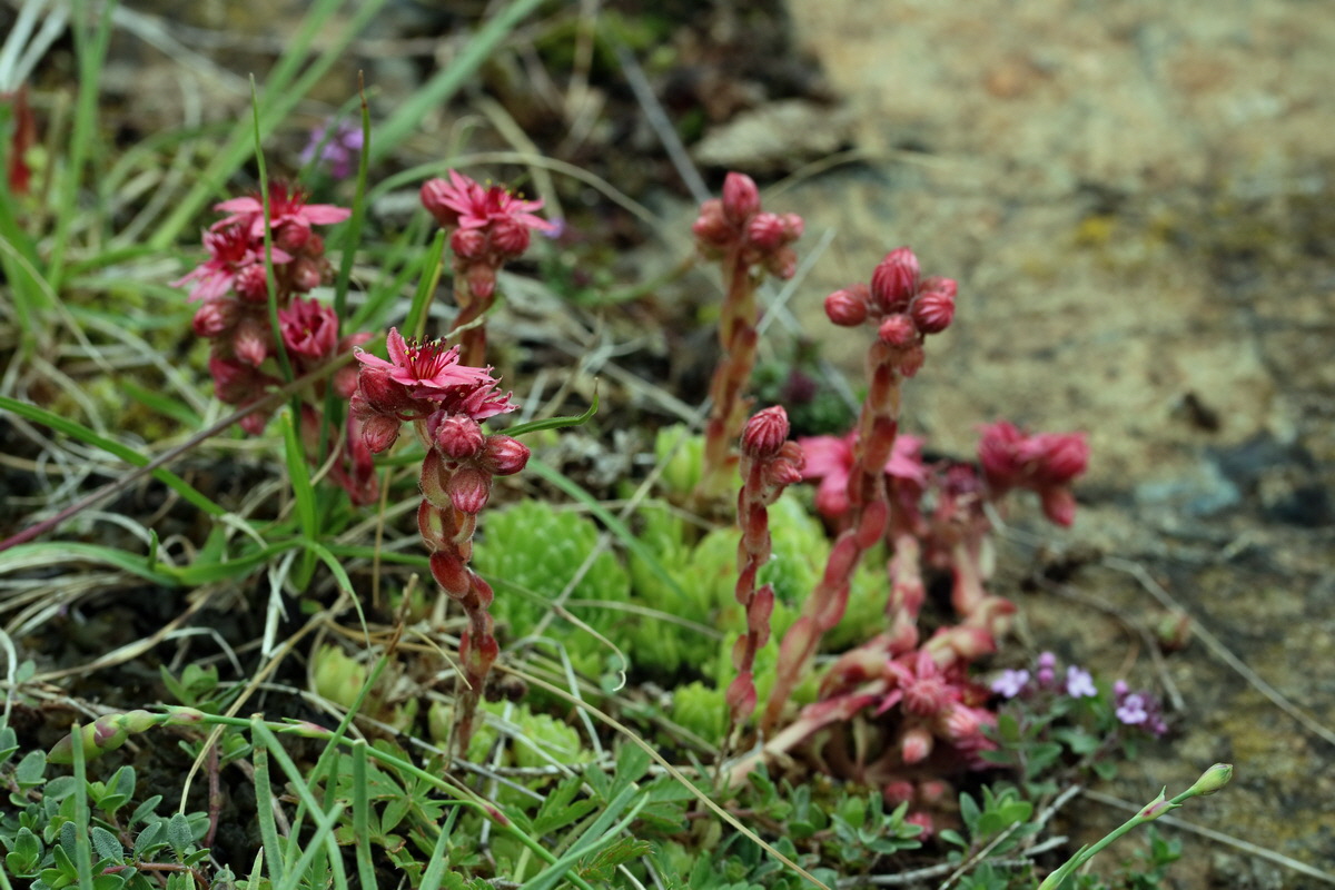 2017_06_30_036373p_Bildgr��e �ndern