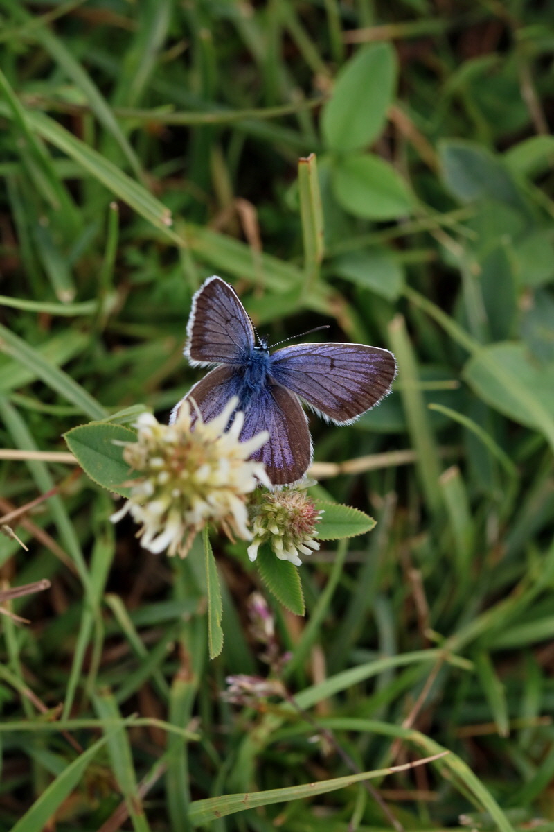 2017_06_30_036379p_Bildgr��e �ndern